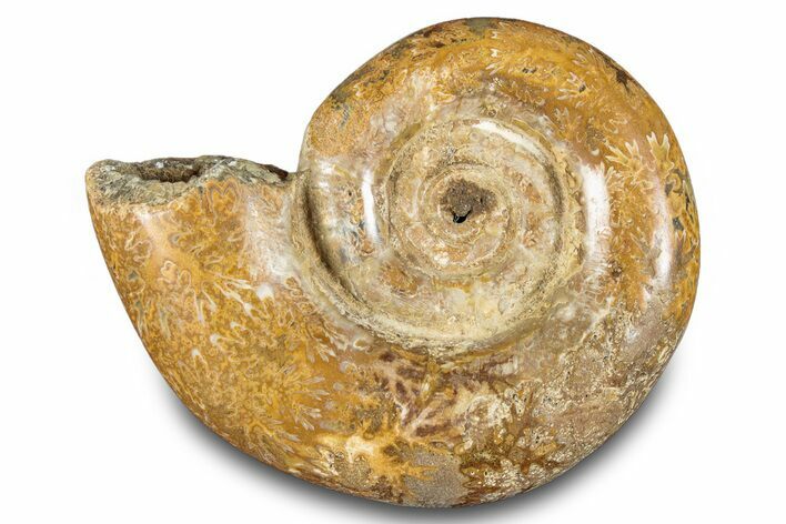 Jurassic Ammonite (Hemilytoceras) Fossil - Madagascar #283361